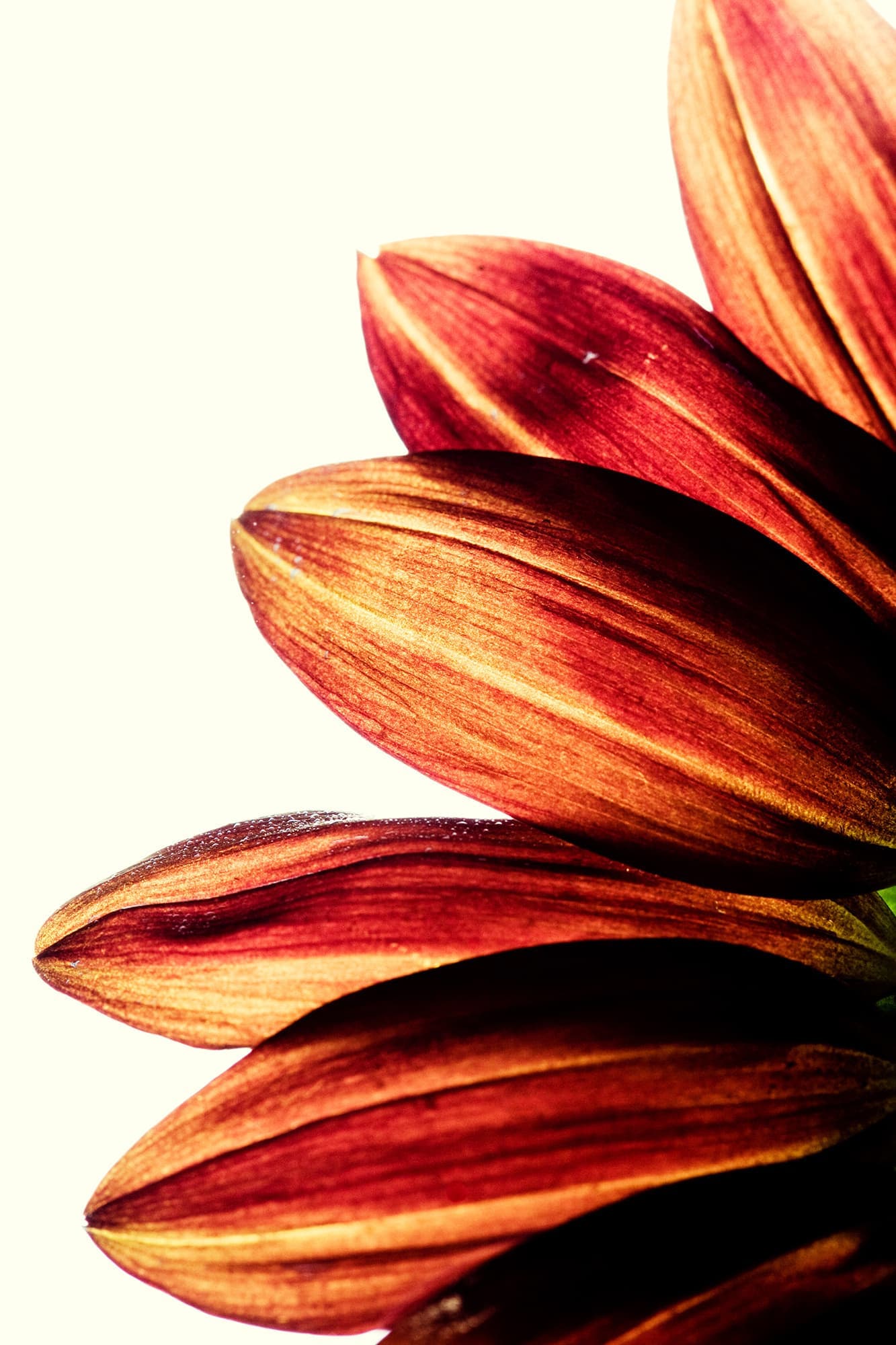 flower-3.jpg